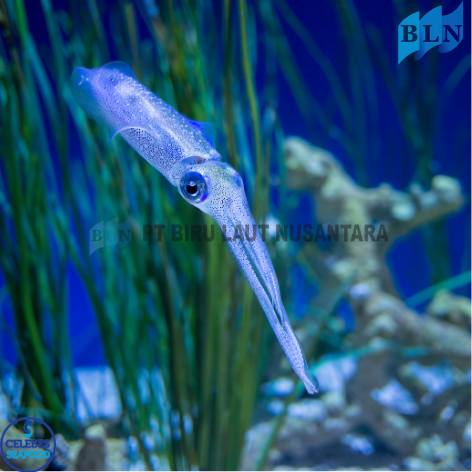Exploring the Mystery of Squid Behavior and Biology